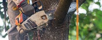 How Our Tree Care Process Works  in  Seatac, WA