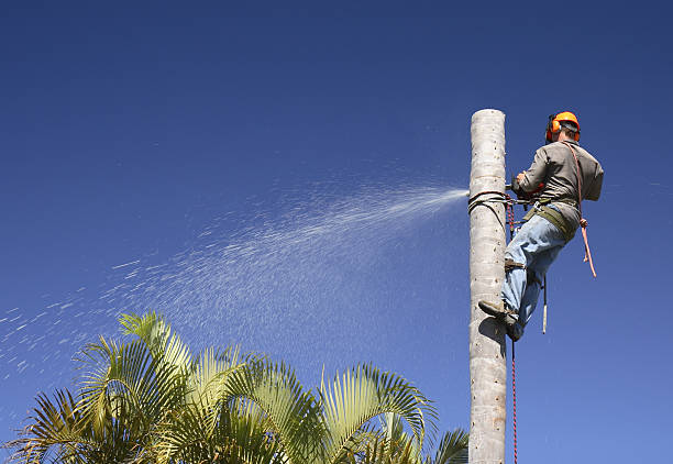 Best Emergency Tree Removal  in Seatac, WA
