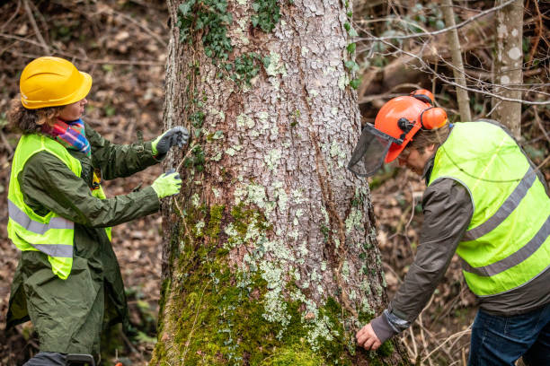 How Our Tree Care Process Works  in  Seatac, WA