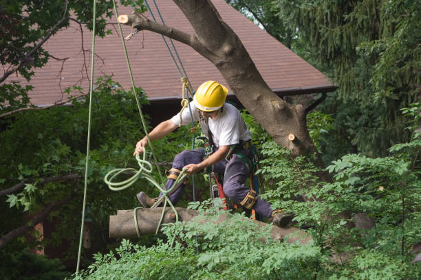 Lawn Maintenance Plans in Seatac, WA