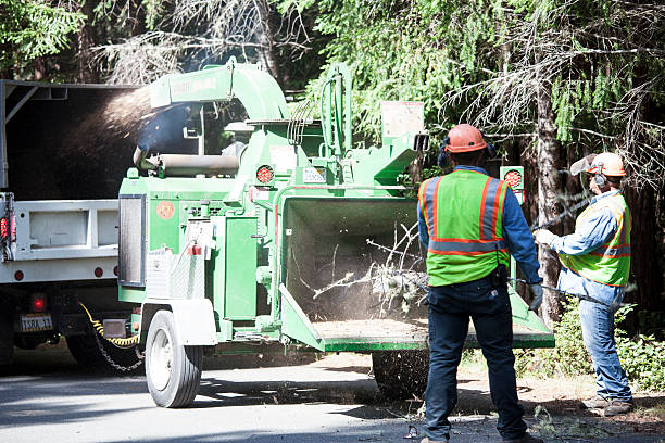 Best Utility Line Clearance  in Seatac, WA