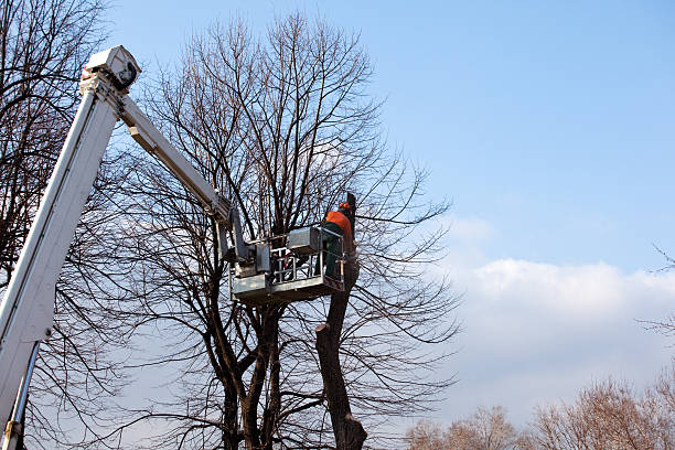 Best Tree Removal  in Seatac, WA